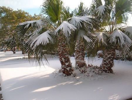 Snow on a palm tree isn't always appropriate